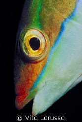 Fishs - Coris julis (female) by Vito Lorusso 